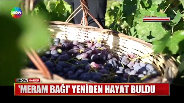 2_show_tv_1