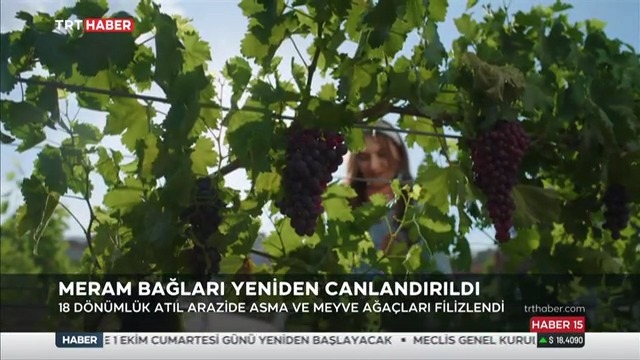 04_trt_hhaber_0