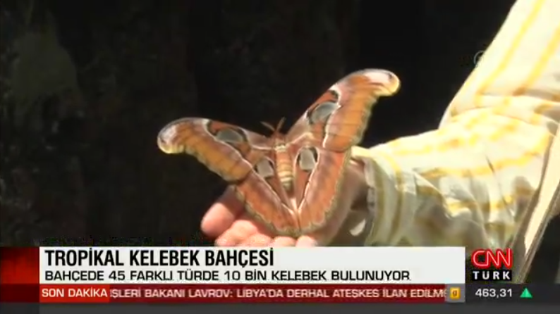 2-kelebek_bahcesi_haberi_cnnturk.png