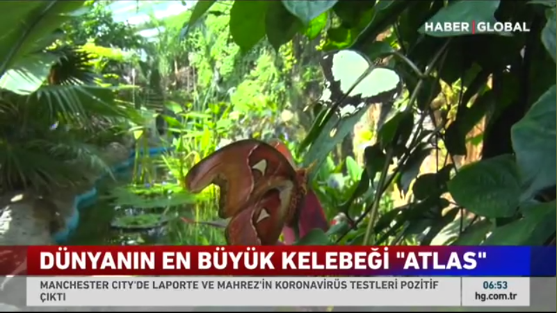 4-kelebek_bahcesi_haberi_haberglobal.png