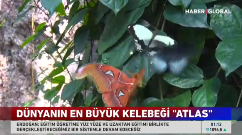 5-kelebek_bahcesi_haberi_haberglobal_tekrar_yayini.png