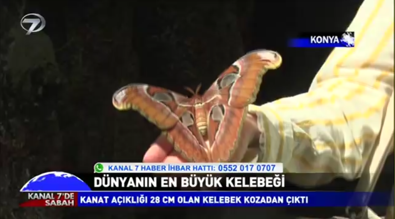 7-kelebek_bahcesi_haberi_kanal_7.png
