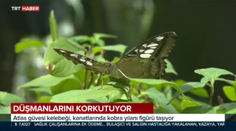 10-kelebek_bahcesi_haberi_trt_haber.png