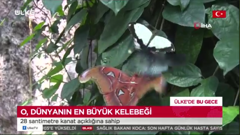 12-kelebek_bahcesi_haberi_ulke_tv.png